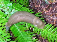 image of slug