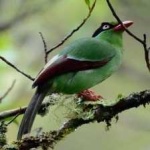 image of bird