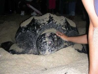 image of leatherback_turtle