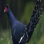 image of bird