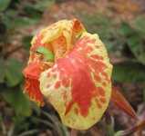 image of flower