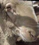 image of animal