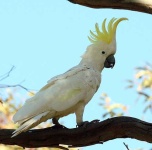 image of sulphur_crested_cockatoo #20