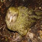 image of bird