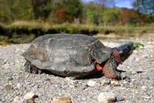 image of mud_turtle