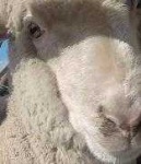image of animal