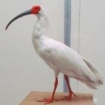 image of asian_crested_ibis #5