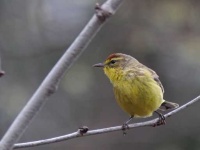 image of warbler