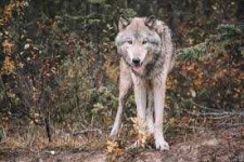 image of wolf #2