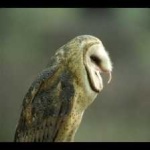 image of bird