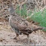 image of bird