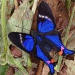 image of animal