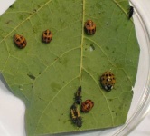 image of leaf_beetle