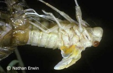 image of cicada