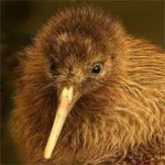 image of bird_kiwi #106