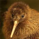 image of bird