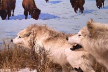image of timber_wolf