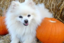 image of pomeranian #7