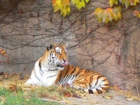 image of tiger_cat