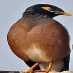 image of myna