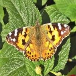 image of animal