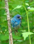 indigo_bunting