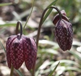 image of flower