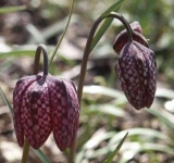 image of fritillary #34