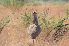 image of bustard #2