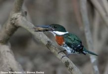image of jacamar