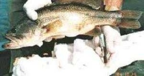 image of animal