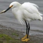 image of bird