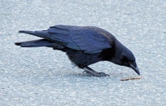 image of animal