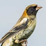 image of bird