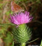 image of spear_thistle #46