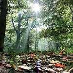 image of forest