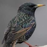 image of bird