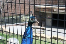 image of peacock
