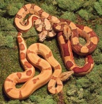 image of boa_constrictor #12