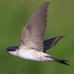 image of bird