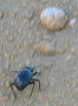 image of dung_beetle