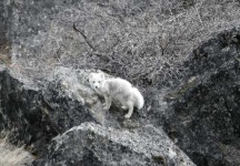 image of arctic_fox