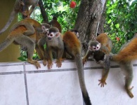 image of squirrel_monkey