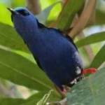 image of bird