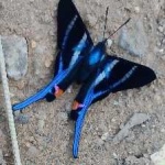 image of animal