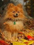 image of pomeranian