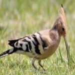 image of bird