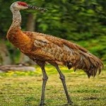 image of bird