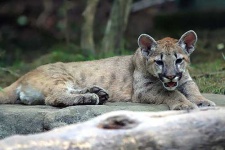 image of cougar