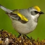 image of bird